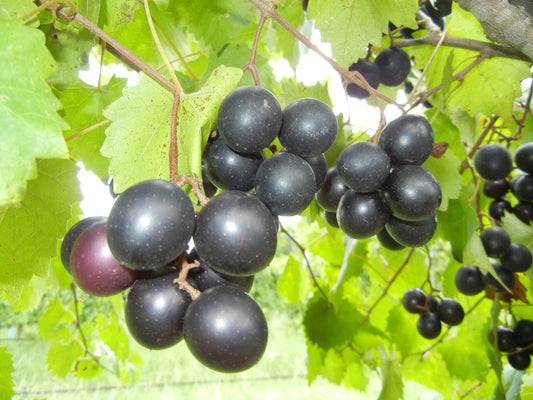Black Cowart Muscadine