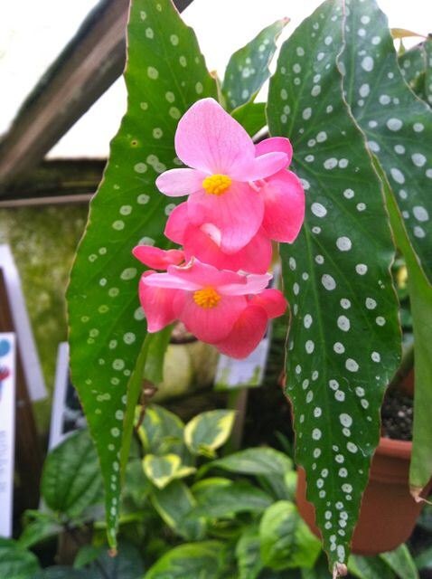 Begonia My Special Angel
