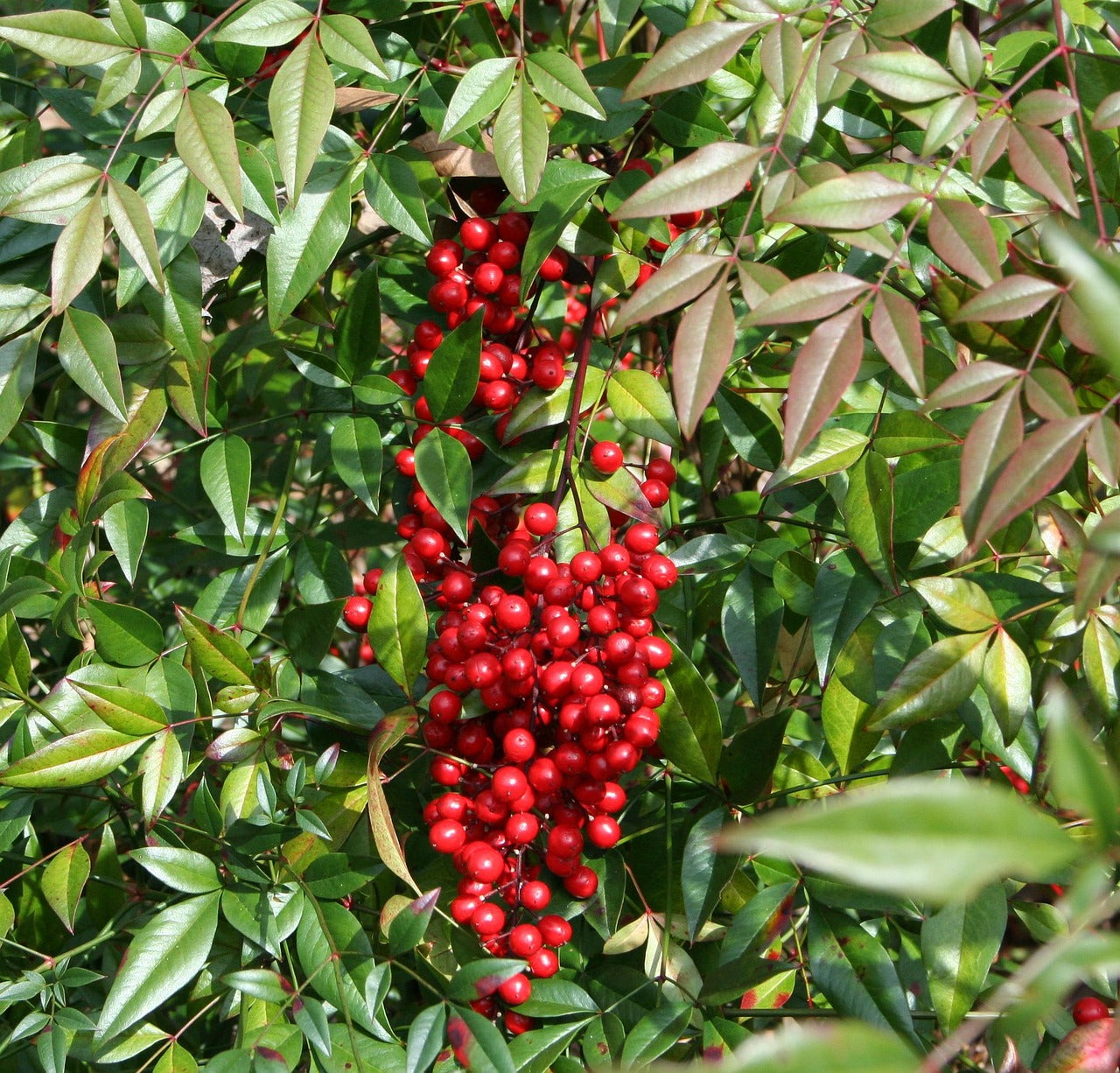 Nandina Berry Trail