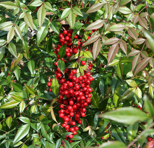 Nandina Berry Trail