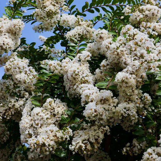 Natchez White Crape Myrtle