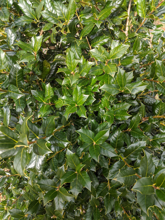 Holly Ilex Nellie R Stevens