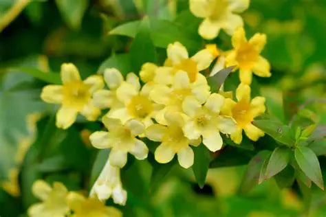 Neudiformia Yellow Jasmine