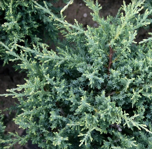 Juniper Nikki's Compacta