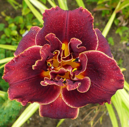Daylily Night Embers