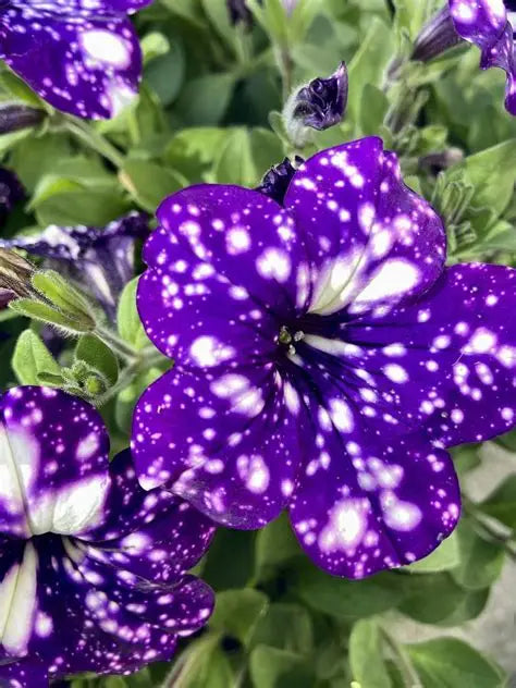 Petunia Electric Night Sky