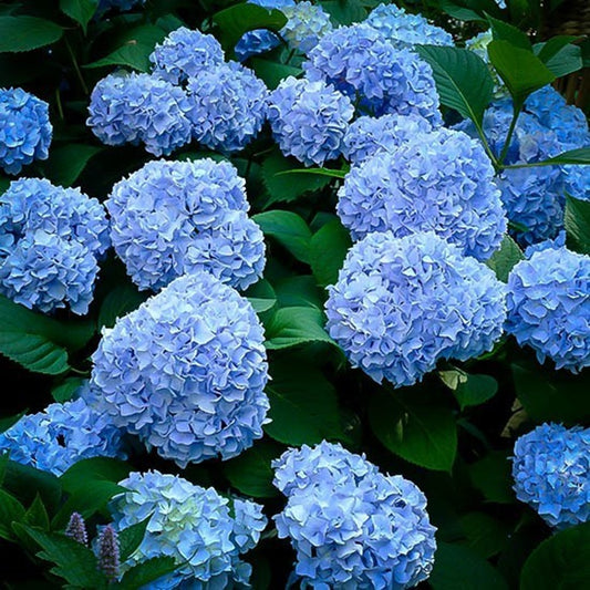 Hydrangea Nikko Blue