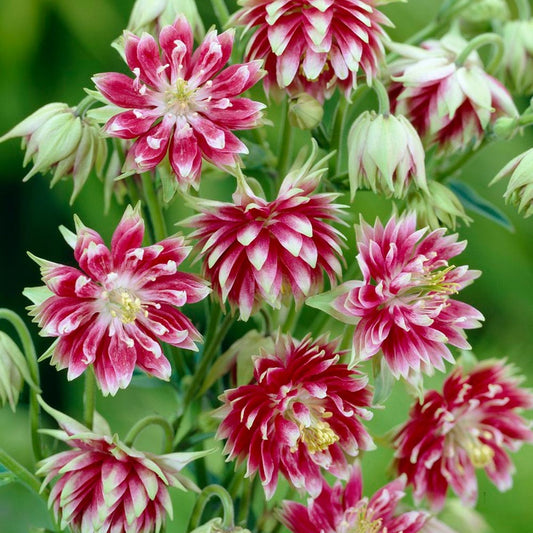 Columbine Nora Barlow