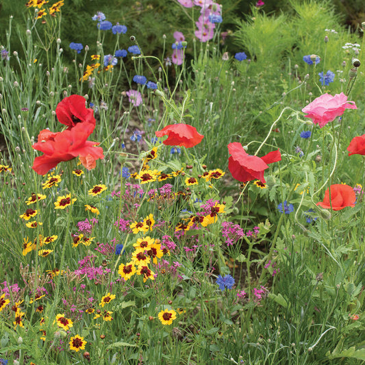 Northern Lights Bee Mix