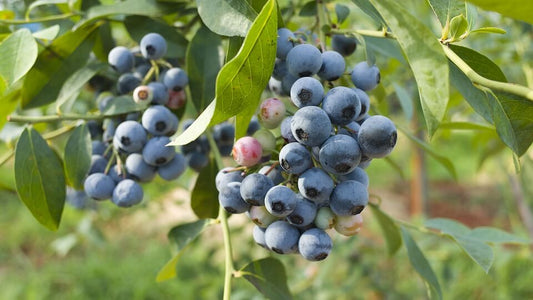 Northland Blueberry