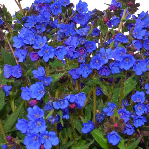 Pulmoneria-Nova Cobalt