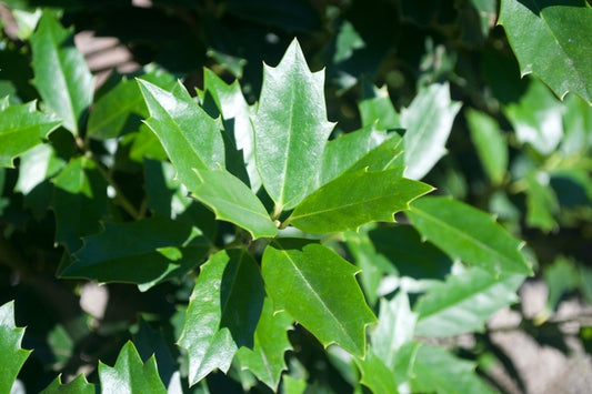 Holly Ilex Oak Leaf