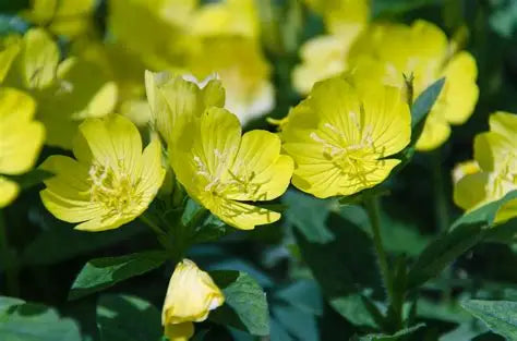 Oenothera Primrose