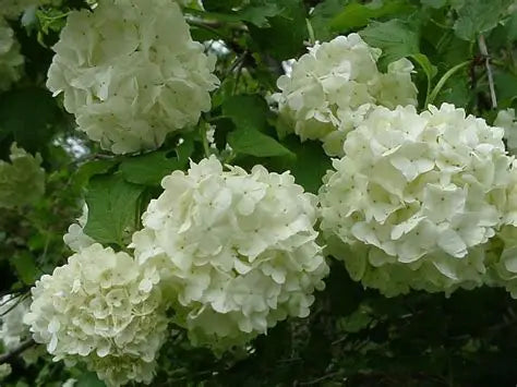 Viburnum Old Fashioned