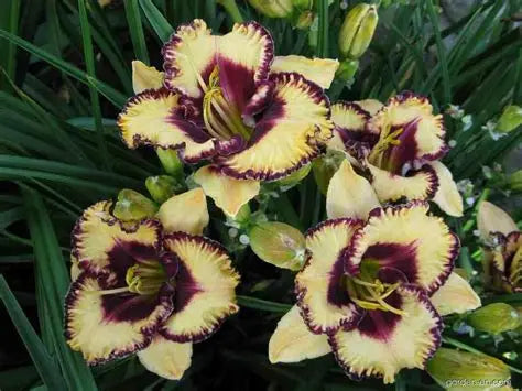 Daylily Open My Eyes