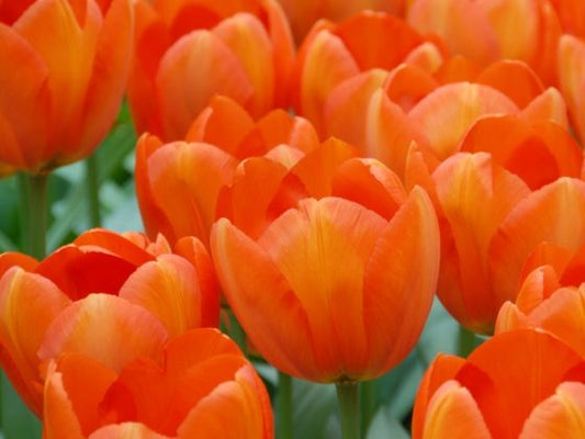 Darwin Tulip Orange Balloon