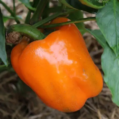 Orange Bell Pepper