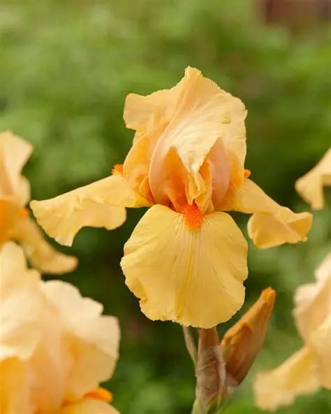 Iris Orange Chariot