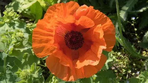 Papaver-Orange Glow