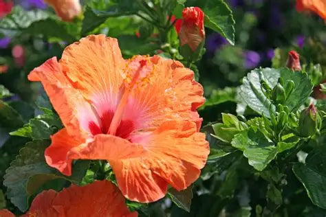 Tropical Orange Hibiscus