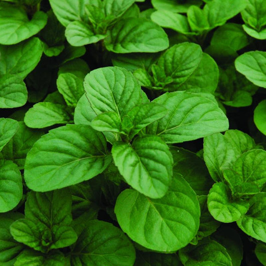 Orange Mint