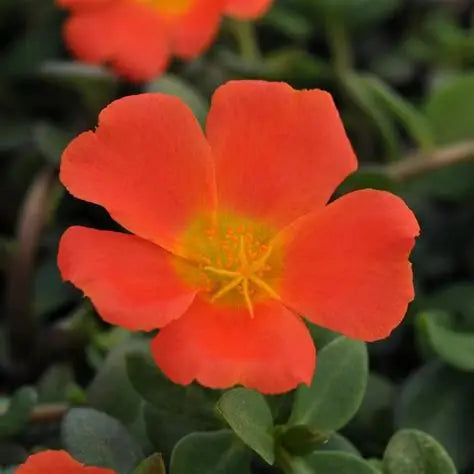 Portulaca Orange