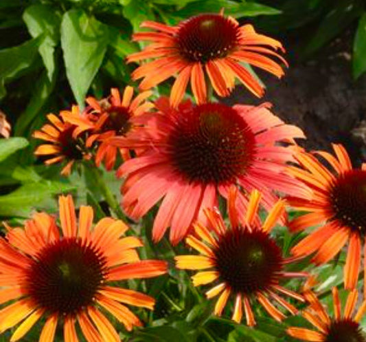 Echinacea-Orange Skipper
