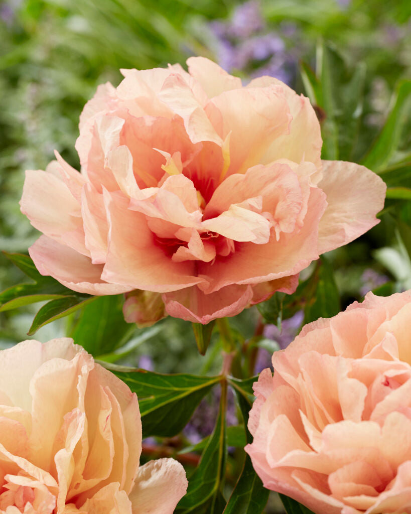 Peony Itoh Orange Victory