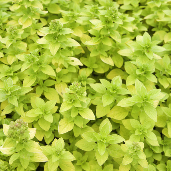 Oregano Gold