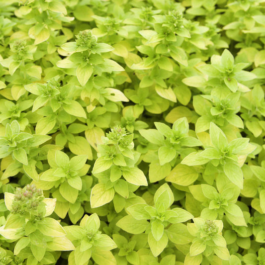 Oregano Gold