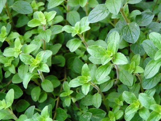 Oregano Greek