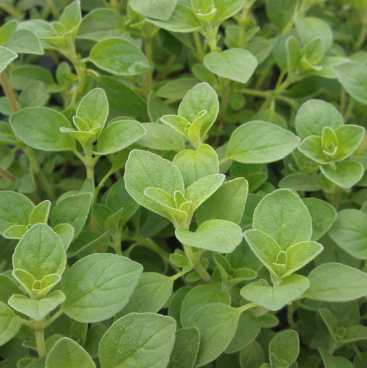 Oregano Italian