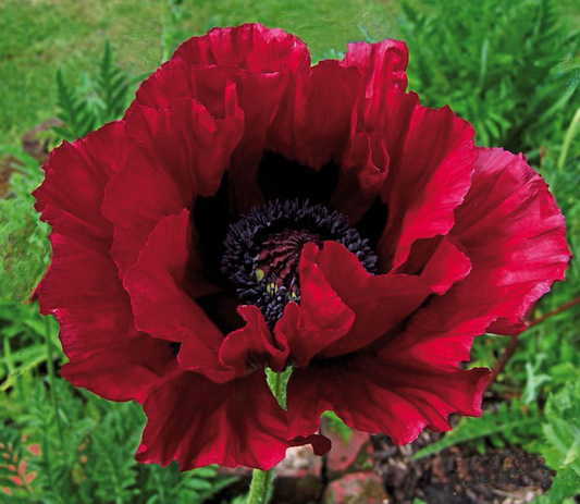 Papaver-Orientale Heartbeat