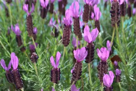 Lavender Otto Quast