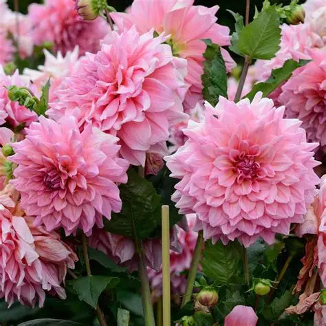 Dahlia-Otto's Thrill
