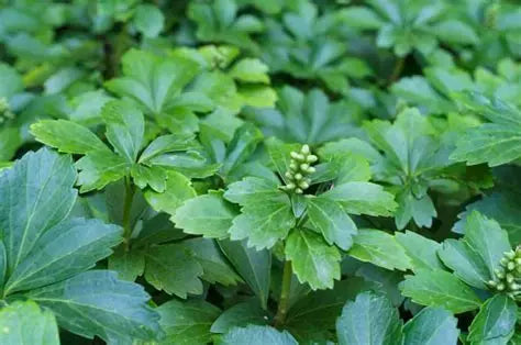 Pachysandra Japanese Spurge
