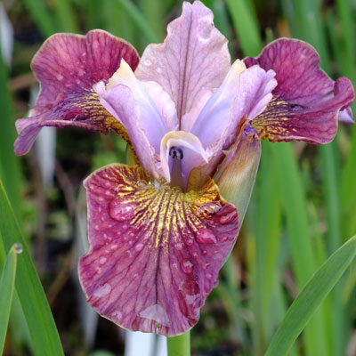 Iris Painted Woman