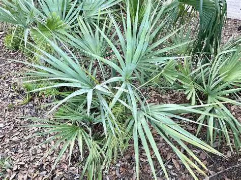 Palmetto Palm Major