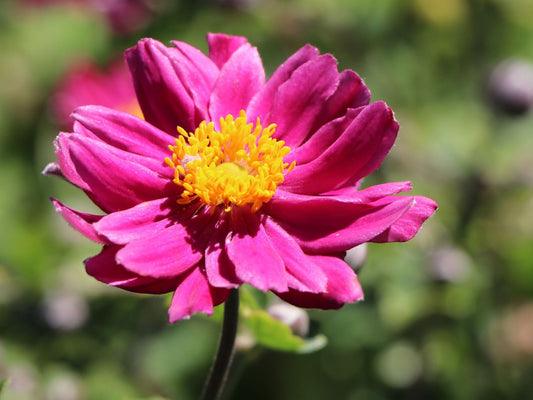 Anemone-Pamina