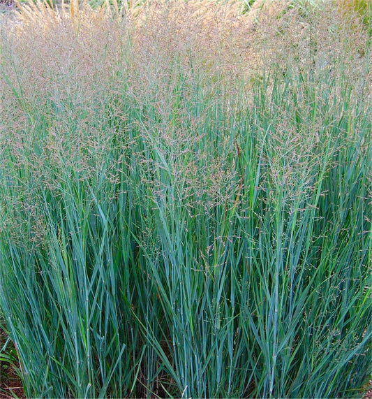 Panicum Heavy Metal