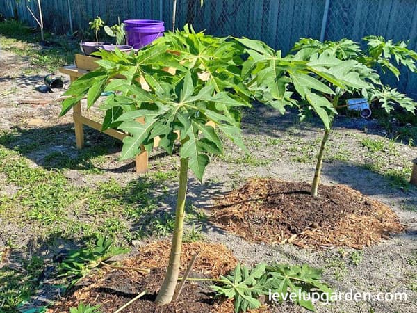Carica Papaya Tree