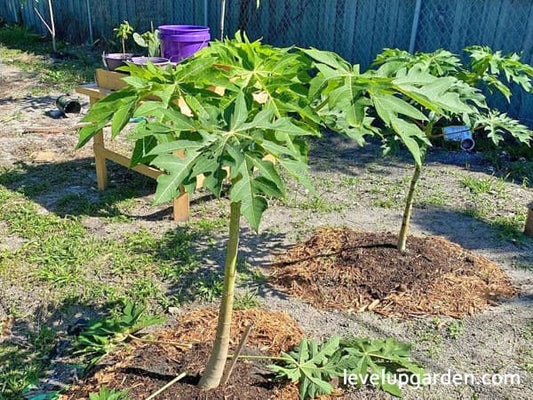 Carica Papaya Tree