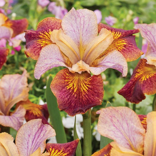 Iris Paprikash