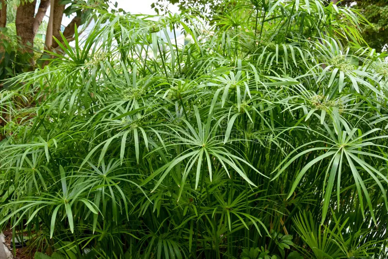 Papyrus Umbrella Giant