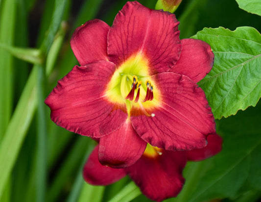 Daylily Pardon Me