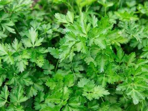 Parsley White