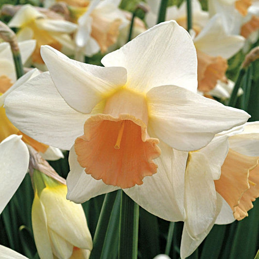 Daffodil Passionale