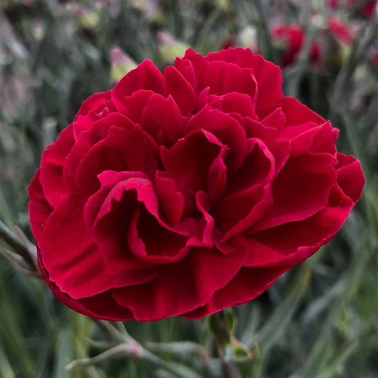 Dianthus Passion Red