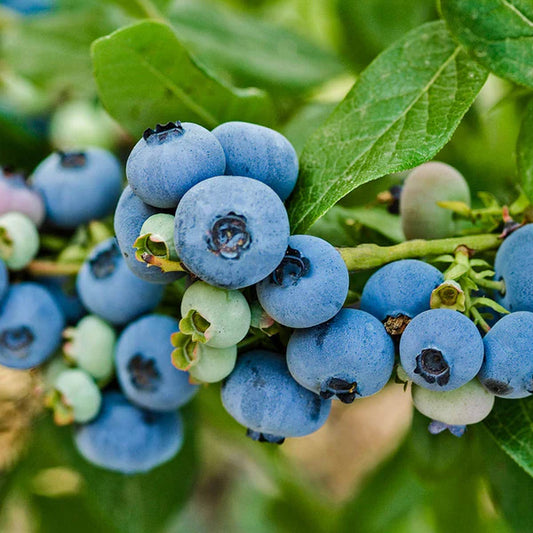 Patriot Blueberry