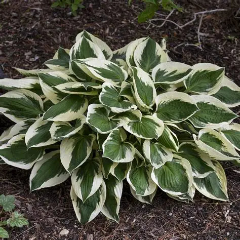 Hosta Patriot